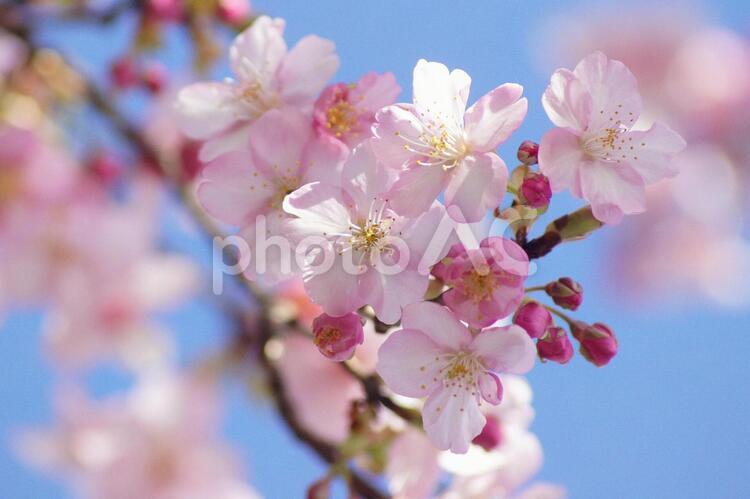 早咲き桜-263 桜,早咲き桜,カワヅザクラの写真素材