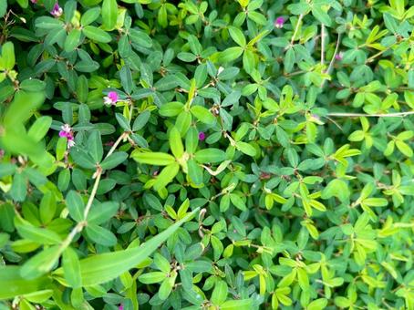 雑草ヤハズソウの赤紫の花 雑草ヤハズソウの赤紫の花 ヤハズソウ,雑草,野生の写真素材