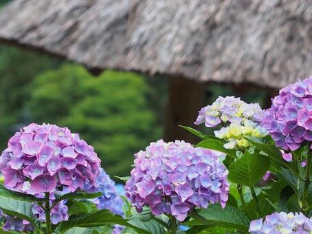 紫陽花 紫陽花の写真