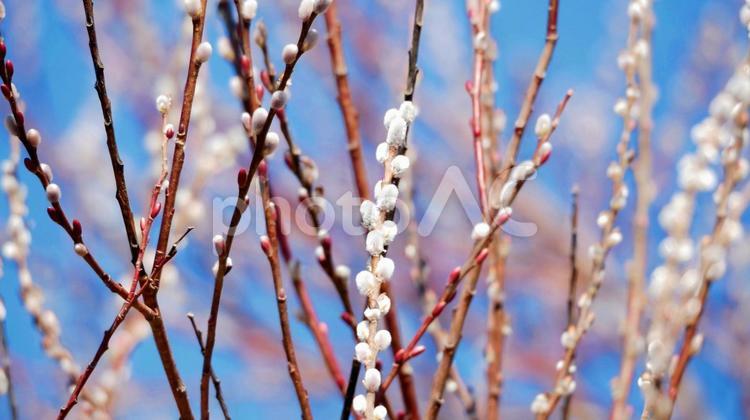 ふんわりと白く輝くネコヤナギ ネコヤナギ,花穂,白の写真素材