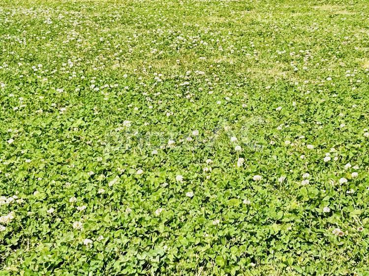 クローバー（シロツメクサ）の花畑 クローバー,シロツメクサ,くろーばーの写真素材