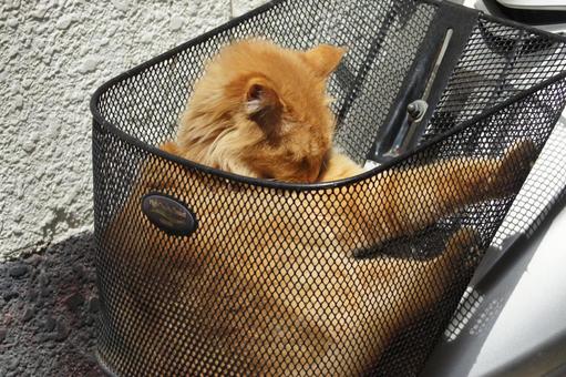 ねこ ねこの写真