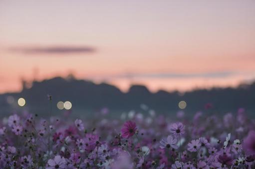 朝焼けのコスモス畑 朝焼けのコスモス畑の写真