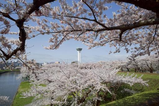 五稜郭公園の桜 桜,五稜郭タワー,さくらの写真素材
