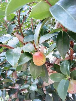 色づく椿の実 椿の実,ツバキ,つばきの写真素材