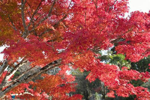 西林寺の紅葉(兵庫県西脇市) 西林寺の紅葉(兵庫県西脇市)の写真