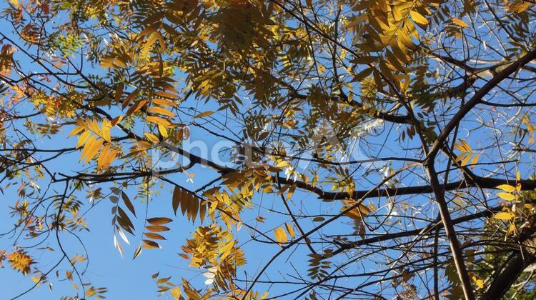 ネイチャーデザイン、紅葉の風  bamboo,ecology,gardenの写真素材