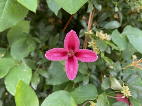 クレマチス・テクセンシス クレマチステクセンシス,クレマチス,カザグルマの写真素材