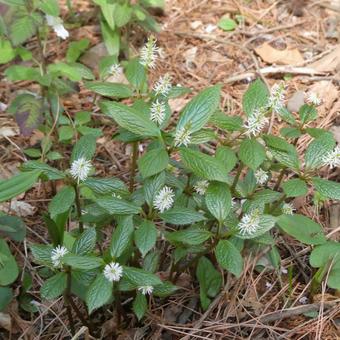 Japanese anemone flower, JPG