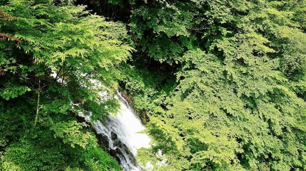 栃木県日光市の涅槃の滝 栃木県日光市の涅槃の滝 涅槃の滝,滝,山の写真素材