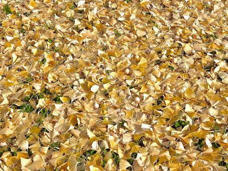 イチョウの絨毯 収穫,木,果樹園の写真素材