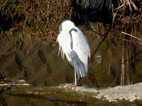 川の岸辺で熟睡するアオサギ アオサギ,鳥,野鳥の写真素材
