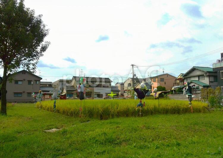 皆の広場のかかし ビル,フィールド,住宅の写真素材