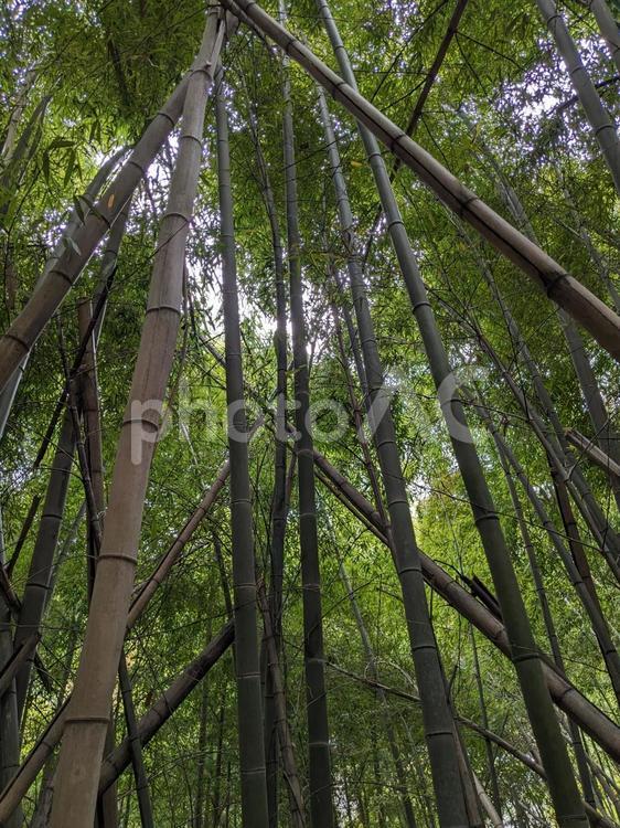竹林 竹,竹林,緑の写真素材