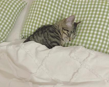 すやすや すやすやの写真