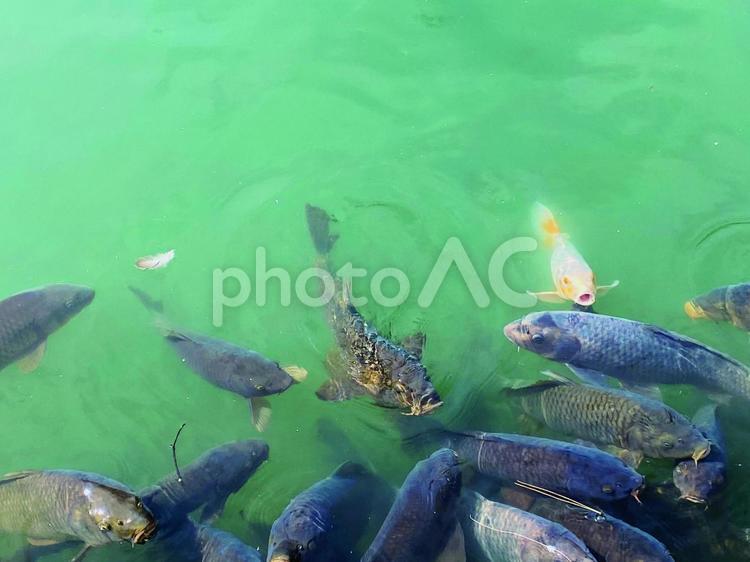 エメラルドグリーンの中の鯉 お堀,鯉,池の鯉の写真素材