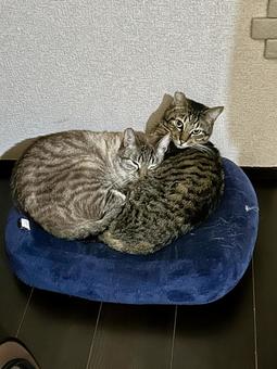 仲良しネコ 仲良しネコの写真