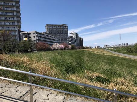 土手沿いの桜 土手沿いの桜の写真