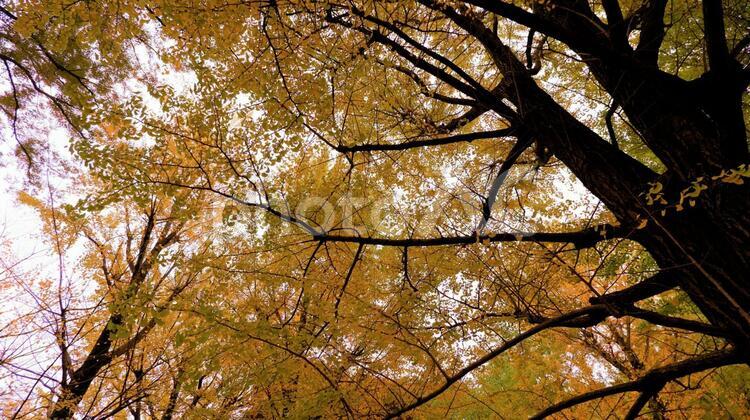 代々木公園のイチョウ２ 紅葉,イチョウ,黄葉の写真素材