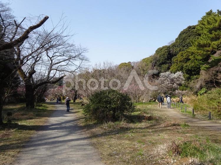 小石川植物園の梅 小石川,植物園,梅の写真素材
