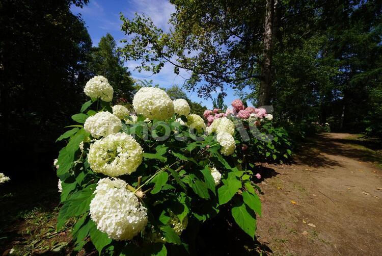 爽やかなアジサイのお花畑 アジサイ,紫陽花,花の写真素材