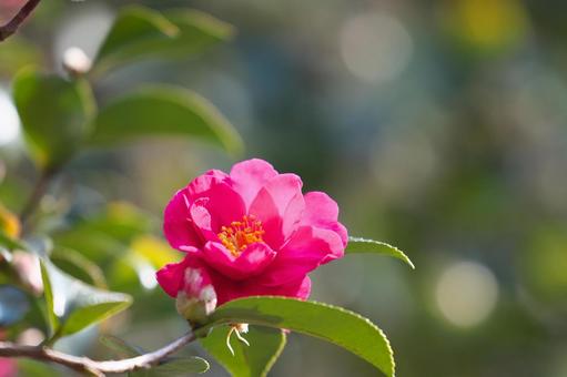色鮮やかなサザンカの花（品種名：勘次郎） 山茶花,勘次郎,花の写真素材