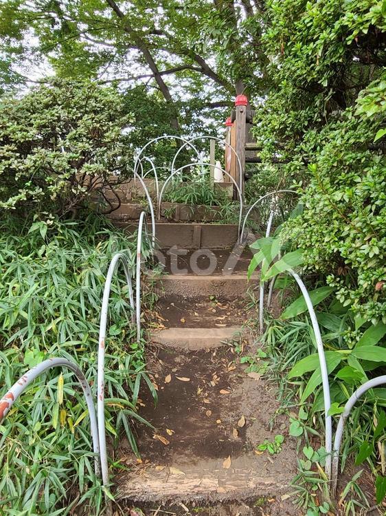 緑の階段 道,自然,緑豊かな風景の写真素材