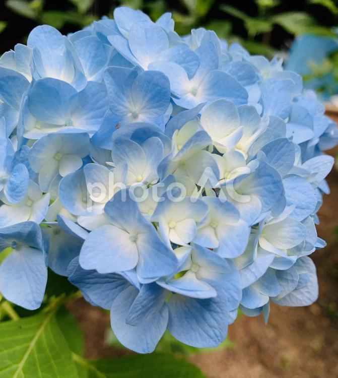 初夏のあじさい 初夏,アジサイ,紫陽花の写真素材