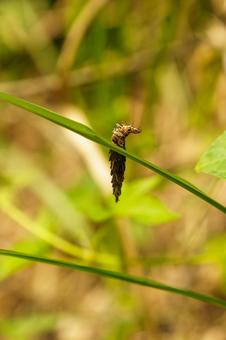 蛹の準備をするミノムシの幼虫 蛹の準備をするミノムシの幼虫の写真