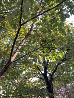 神田川9月:秋の樹木の光と影の交錯 縦 神田川9月:秋の樹木の光と影の交錯 縦 緑樹,緑,紅葉の写真素材