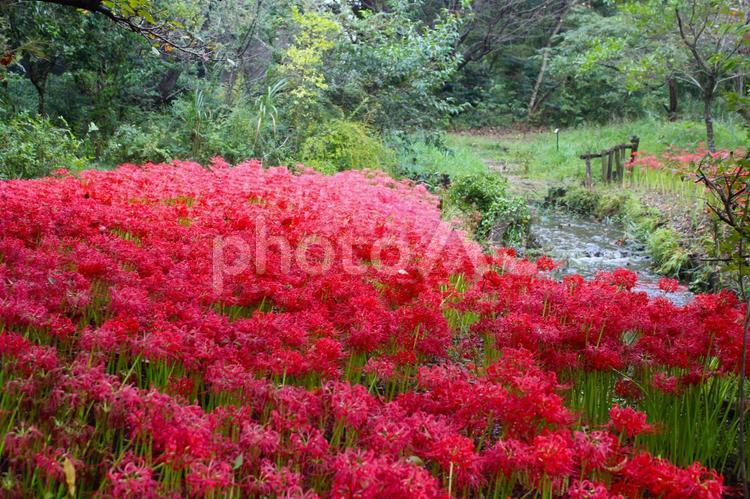 雨上がりの彼岸花 雨上がり,彼岸花,曼珠沙華の写真素材