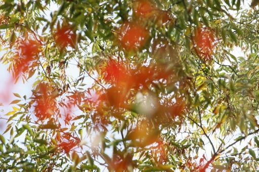 もみじのぼけ モミジ,もみじ,紅葉の写真素材