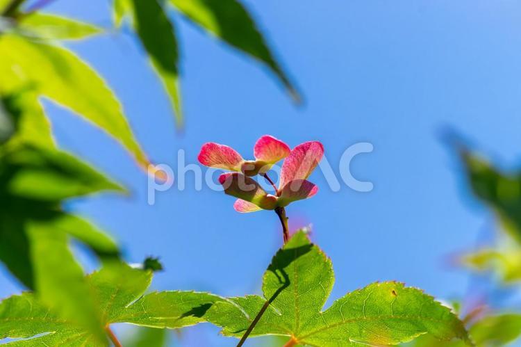 青もみじと紅葉の種　2 青もみじ,モミジ,葉の写真素材