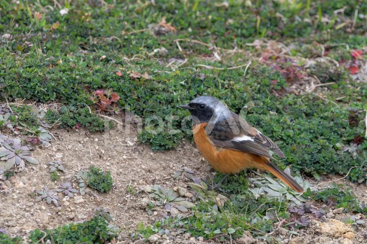 地面を歩くジョウビタキの雄 ジョウビタキ,野鳥,小鳥の写真素材