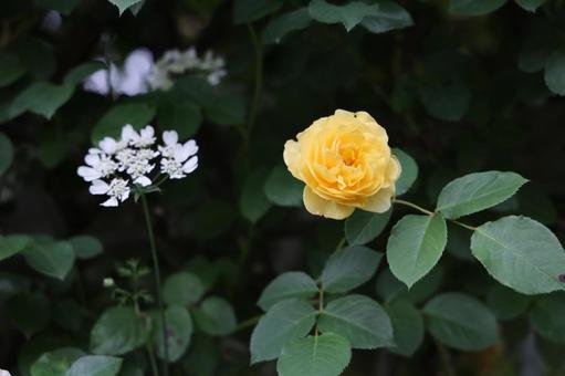 黄色いバラと白い小花 黄色いバラと白い小花 バラ,薔薇,イエローの写真素材