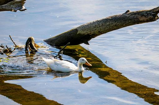 アヒル⑶ アヒル⑶ 鳥,アヒル,鳥類の写真素材