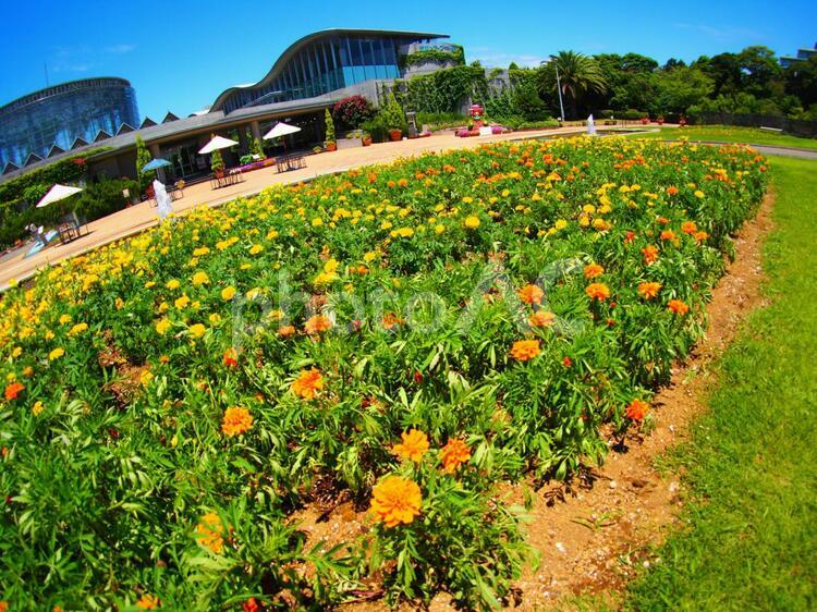 真夏の千葉花の美術館とジニア百日草 オレンジ,千葉,夏の写真素材