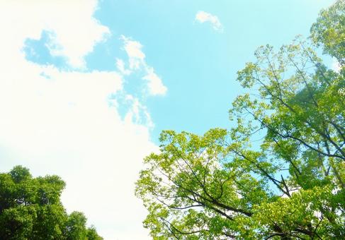 夏の空と青葉の木 夏の空と青葉の木の写真