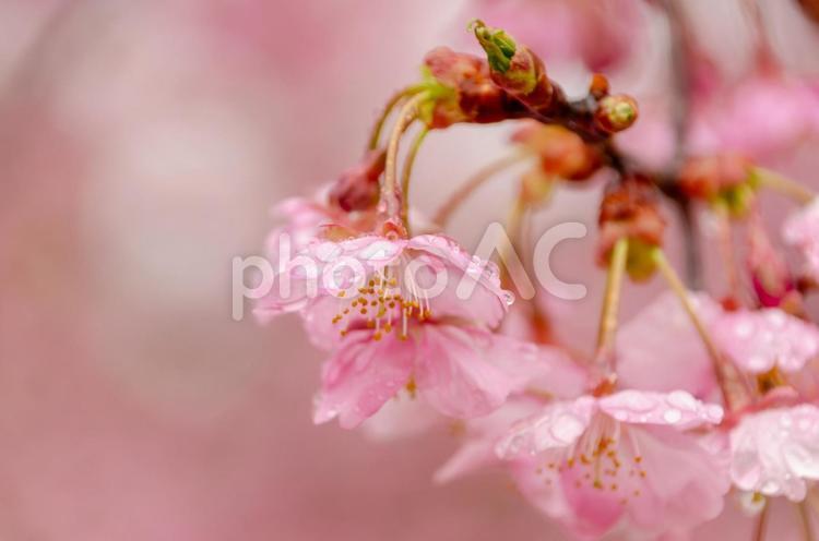 水滴をまとう可憐な河津桜 河津桜,桜,花の写真素材
