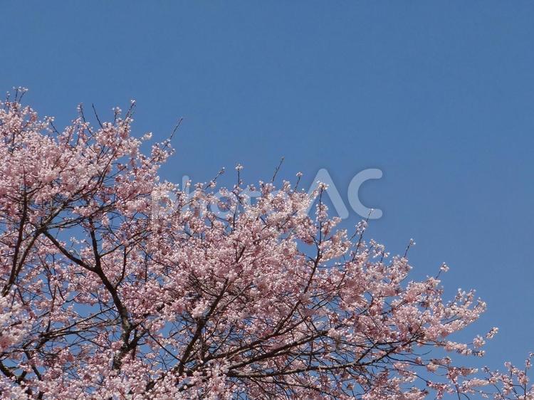 エドヒガン桜と空 桜,エドヒガンザクラ,春の写真素材