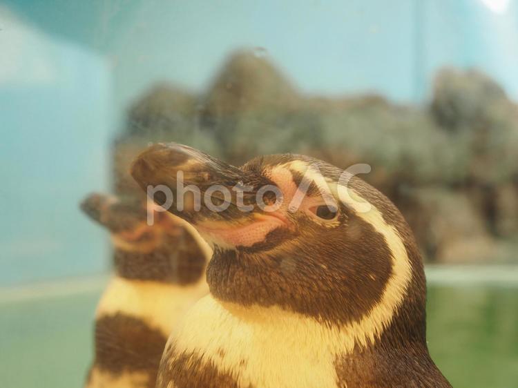 どこかを見つめるペンギン ペンギン,遠い目,水族館の写真素材