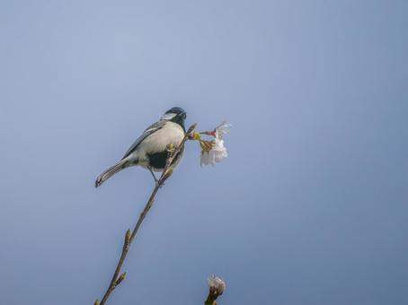 枝にとまるシジュウカラの写真
