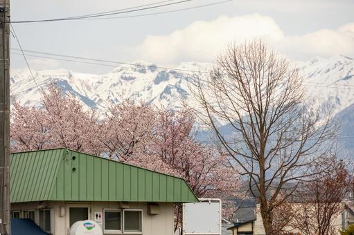 上富良野駅の桜と雪景色の十勝岳連峰 jr北海道,富良野線,上富良野駅の写真素材