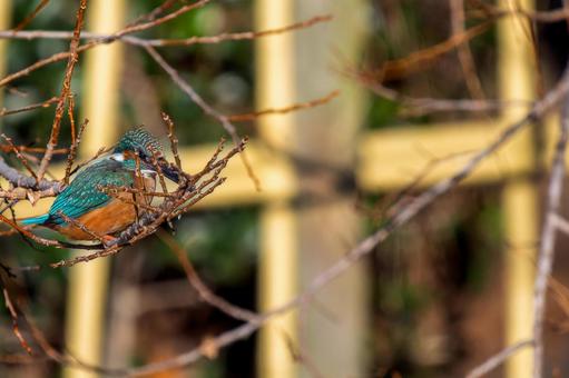 Kingfisher perched on a branch - copy space, kingfishers, wild bird, bird, JPG