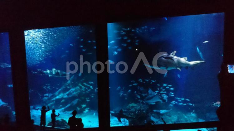 夜の水族館 アクション,人,何人もありませんの写真素材