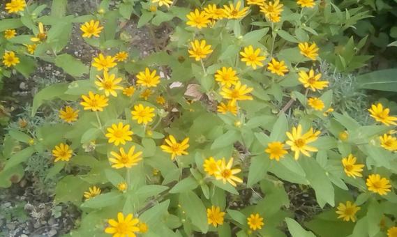 Photo, ফুল, উদ্ভিদ, গাছের পাতা, 