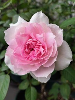 ベランダのバラ・シャリマー 薔薇,バラ,シャリマーの写真素材