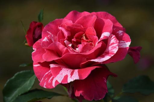 紅バラ 植物,花,バラの写真素材
