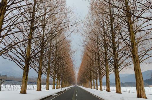 滋賀県・冬のメタセコイア並木 滋賀県・冬のメタセコイア並木 メタセコイア,並木道,冬の写真素材