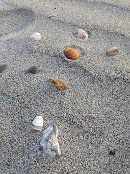 貝殻 貝殻 砂,海,自然の写真素材